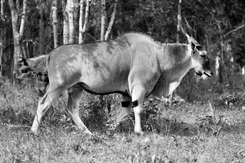 _MG_3064-bw-ridF