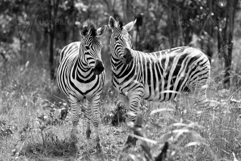 _MG_3078bw-ridF