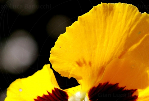 IMG_3134-1crop2F